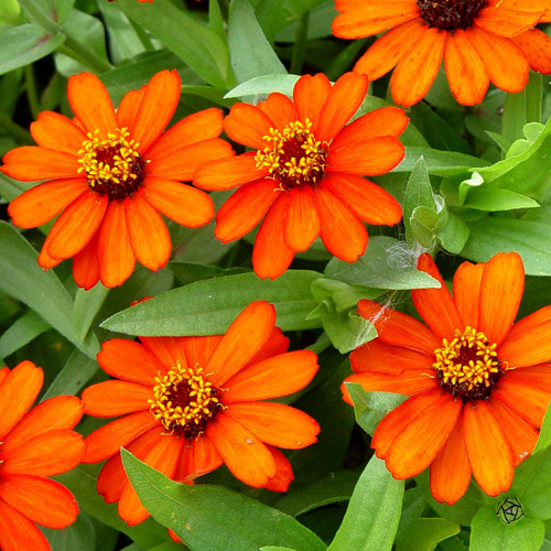 New for 2005, red-orange Zinnia 'Profusion Fire.'