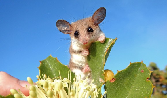 Possuwestern-pygmy-possum-wa-1