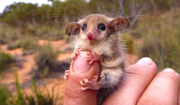 Pygmy-Possum_Amanda-McLean---Copy-(1)