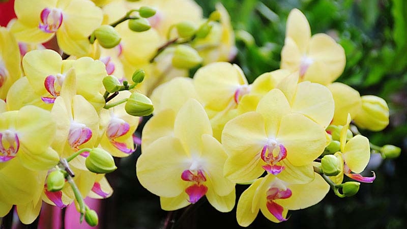 phalaenopsis-8_24929400