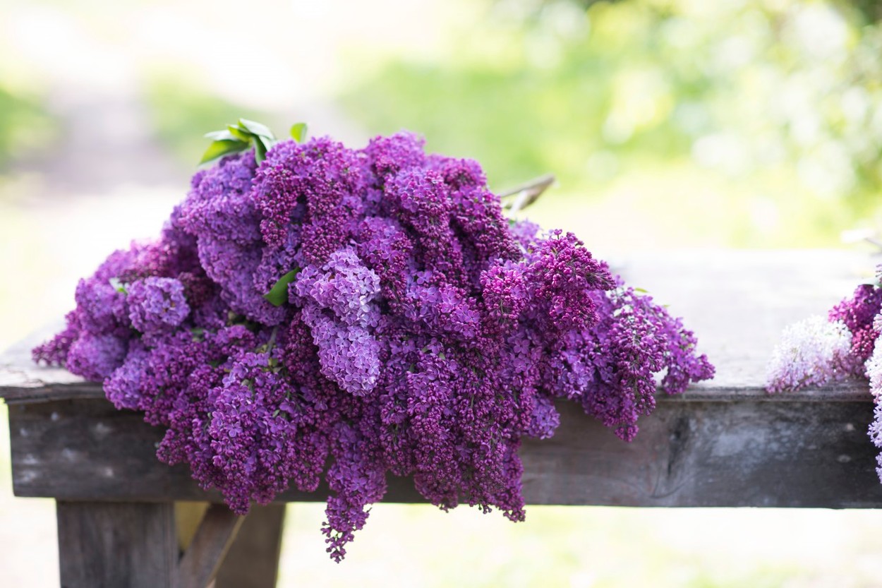 Cut stems of lilac blossoms (Syringa vulgaris) in spring, Image: 217324864, License: Royalty-free, Restrictions: Not available for license and invoicing to customers located in Italy., Model Release: no, Credit line: Profimedia, Corbis