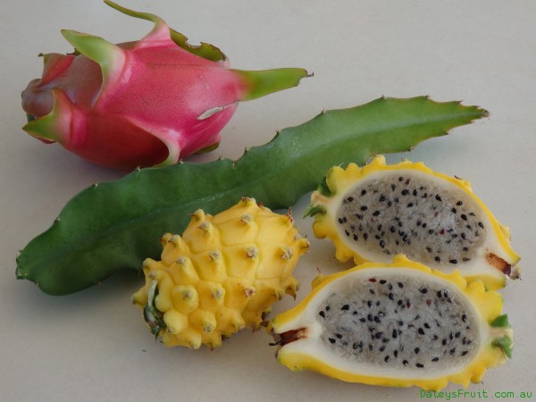 Dragon-Fruit-Pitaya-1040