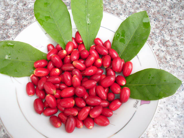 Synsepalum-dulcificum-ART-02