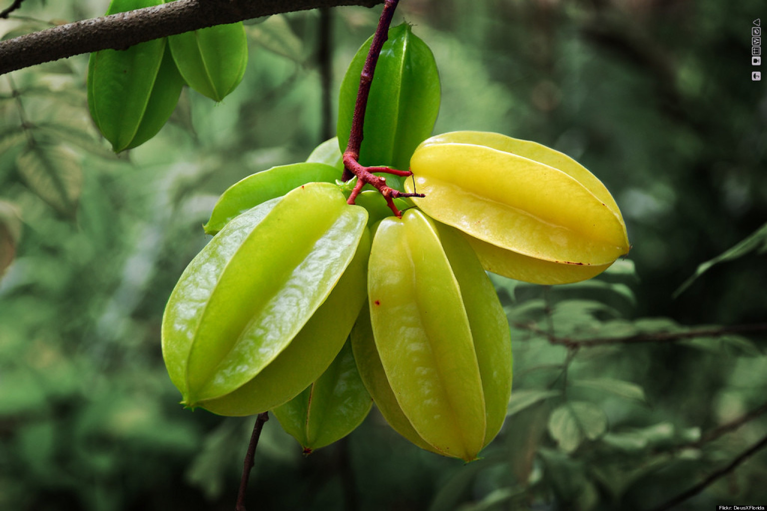 o-STARFRUIT-facebook