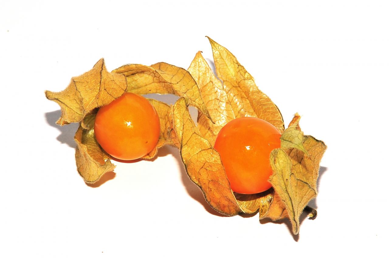 physalis-fruit