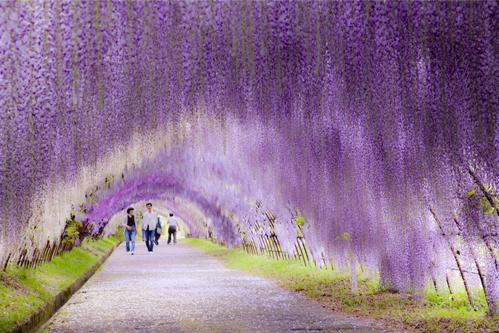 Wisteria-Tunnel-Kawachi-Fuji-Garden-2