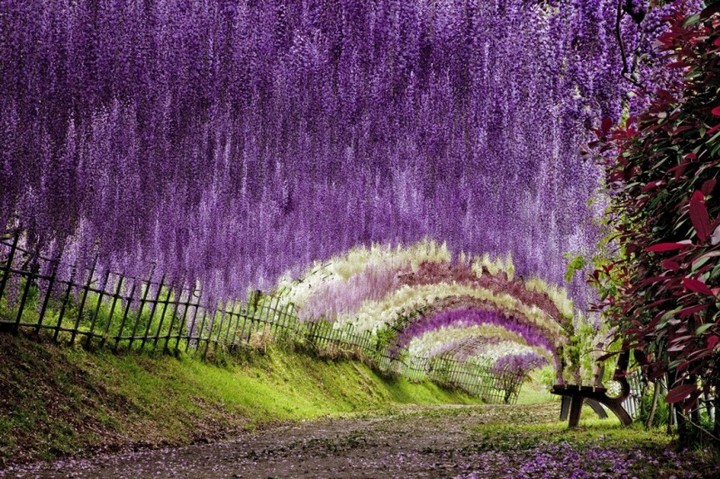 Wisteria-Tunnel-Kawachi-Fuji-Garden-8