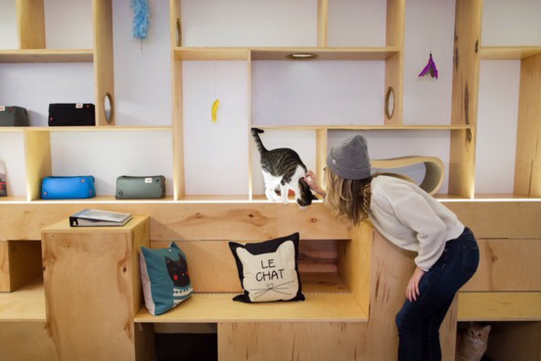 Meow_Parlour_New_York_cat_cafe