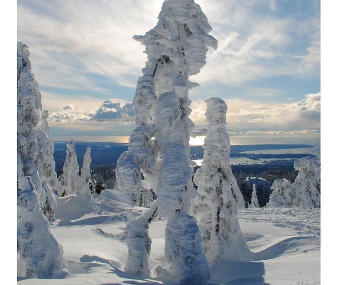 ghost-tree-forest-mt-seymour-british-columbia