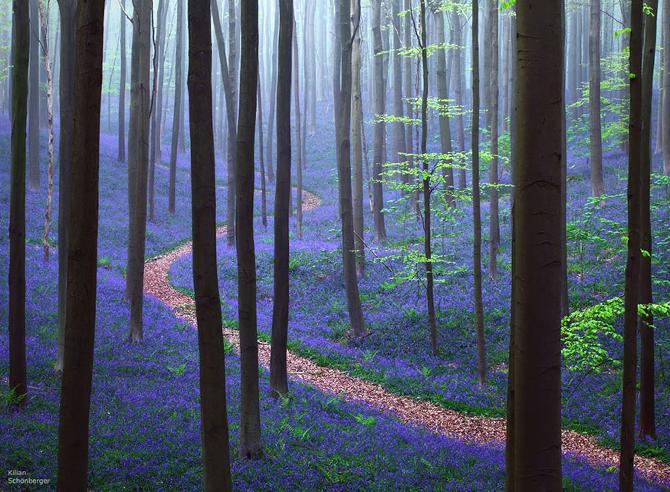 hallerbos-belgium