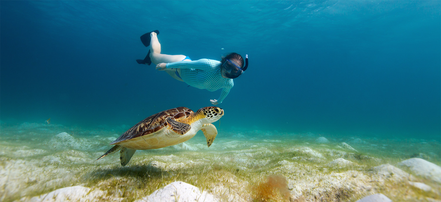 snorkeling-with-sea-turtle