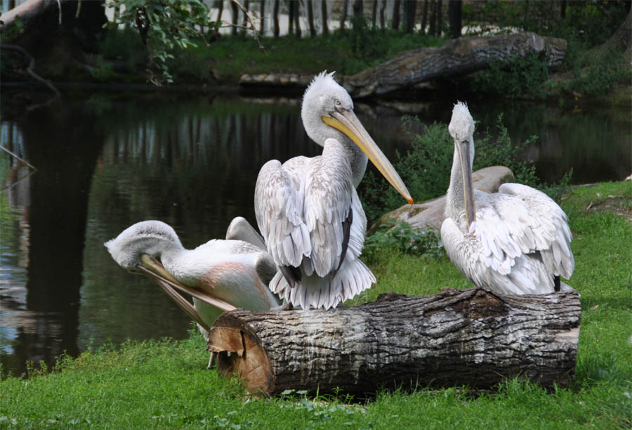 schonbrunner_vienna_zoo_2012_22