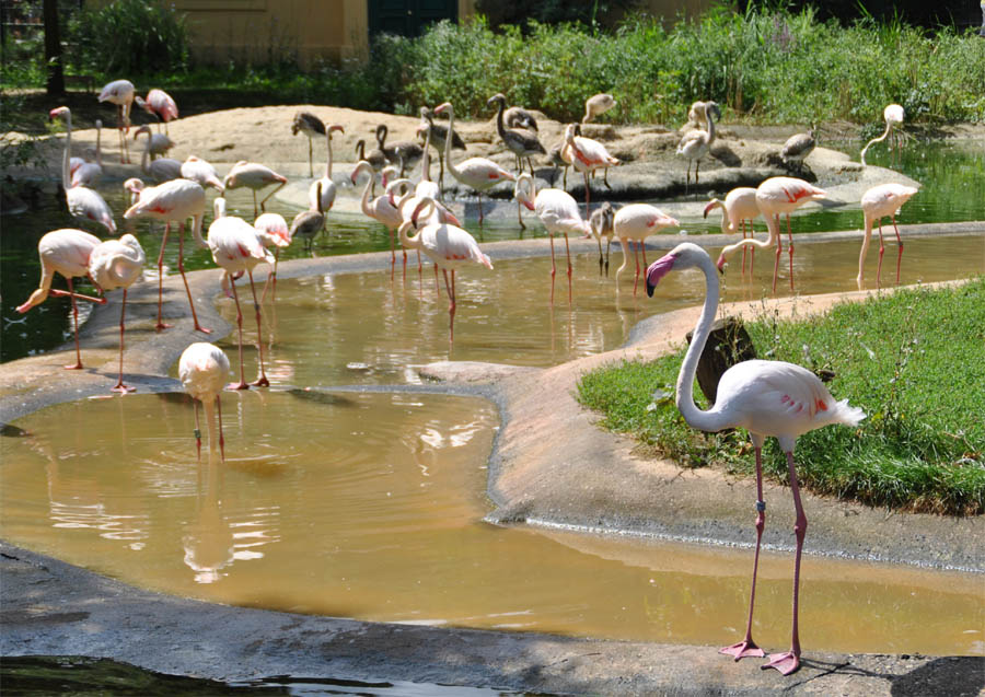 schonbrunner_vienna_zoo_2012_41