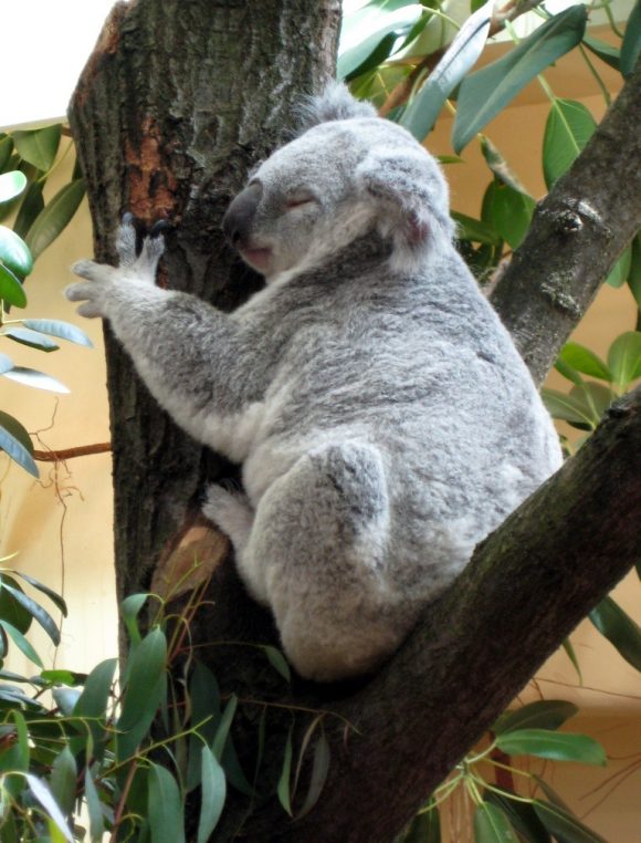 schonbrunn-zoo-koala
