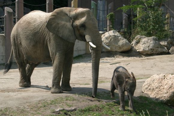 elephants-tiergarten-schonbrunn-zoo-vienna-photo_1765567-770tall