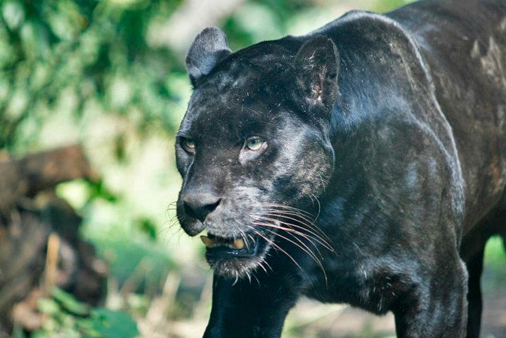 jaguardame-conny-wiener-zoo-schoenbrunn-12032