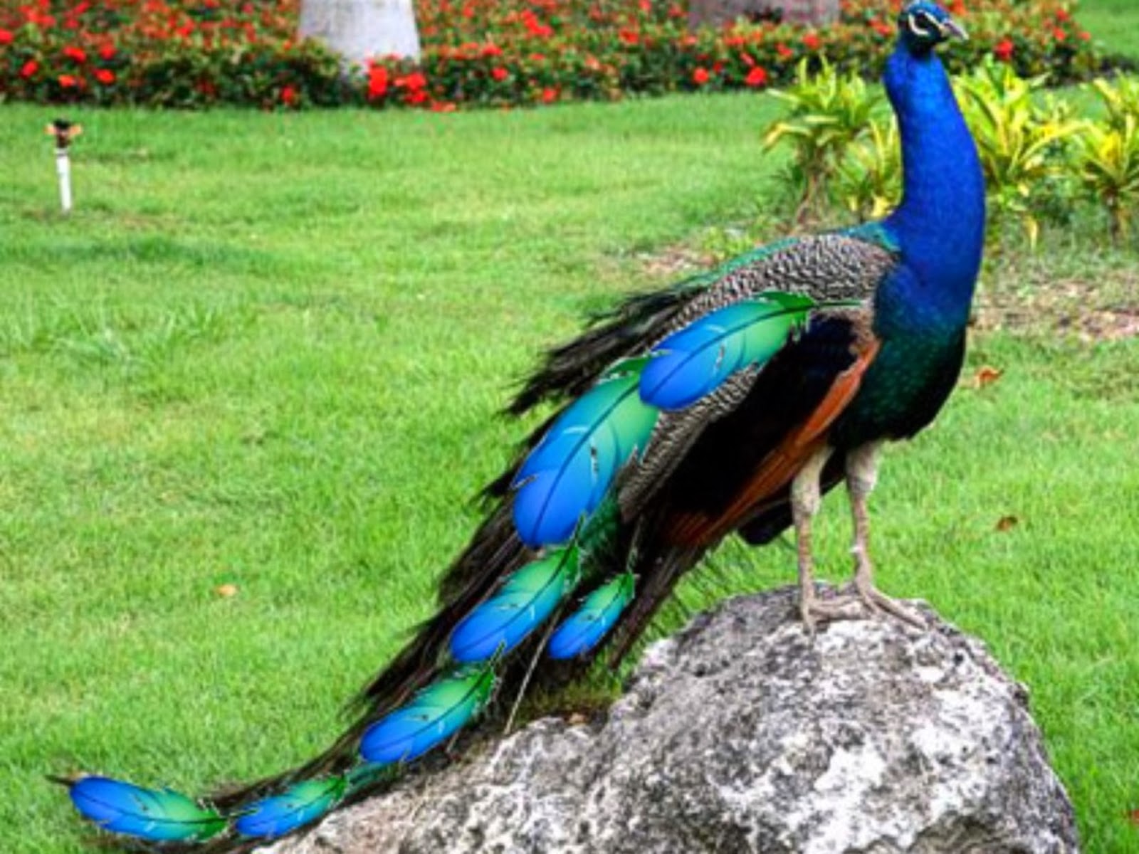 peacock-wallpapers-14