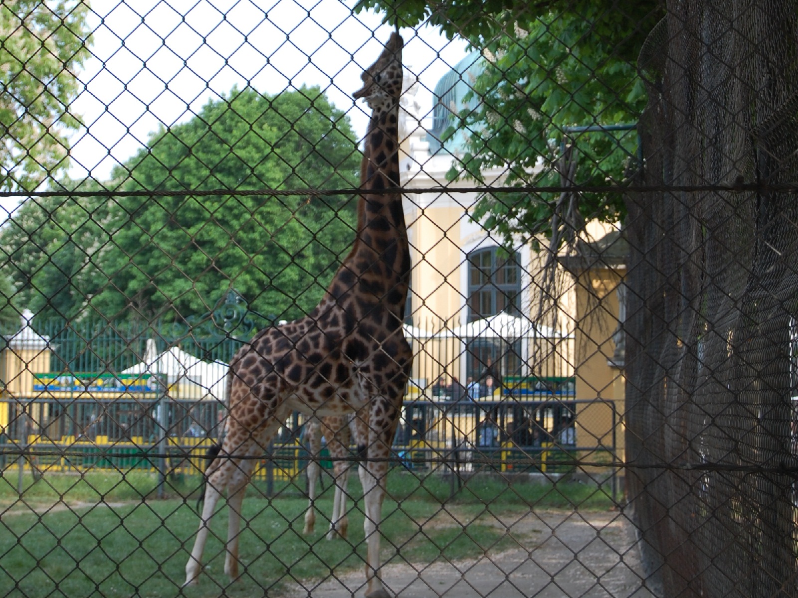 schonbrunn_zoo_vienna_924235