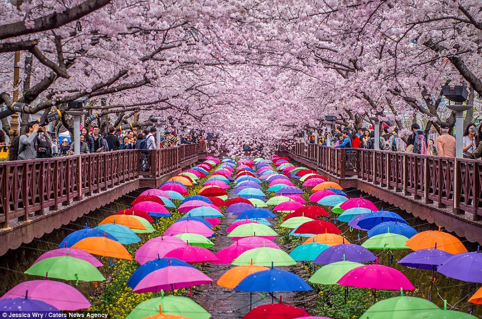 32832b4800000578-0-gunhangje_festival_in_jinhae_south_korea-a-23_1458814151196