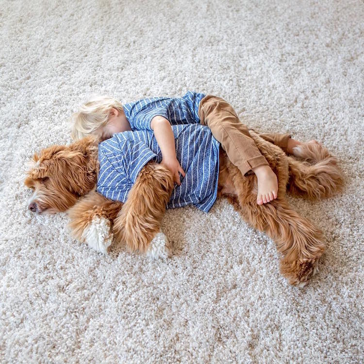 reagandoodle-dog-and-boy-11